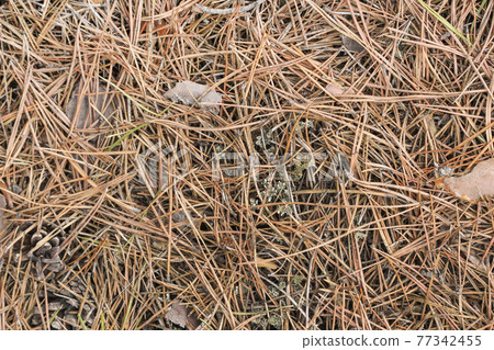 Dry last year's pine needles Dry last year's pine needles 77342455