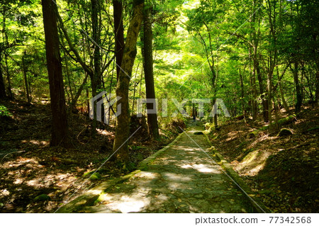 Primitive forest in May down to Nara, Kasugayama, and Uguisuno-taki 3 Primitive forest in May down to Nara, Kasugayama, and Uguisuno-taki 3 77342568