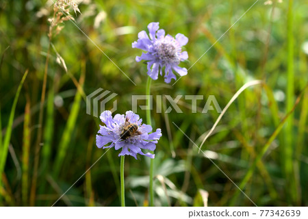 Pincushion flower blooming on the Utsukushigahara plateau 77342639