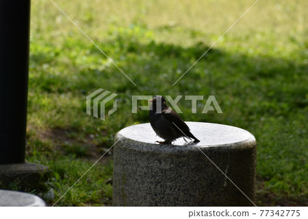 Starlings found in the park 77342775