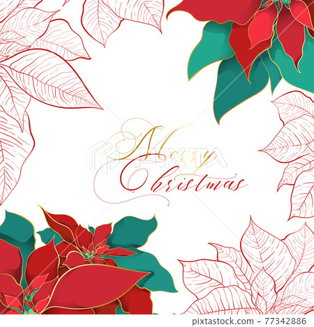 Silk Poinsettia Christmas square background 77342886