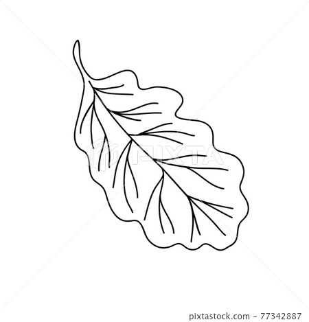 Leaf simple isolated outline vector minimalist concept illustration, black and white thin line hand drawn floral elements for design 77342887