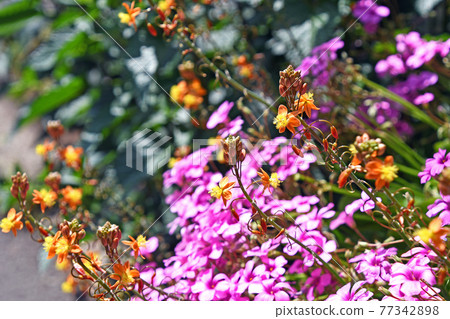 花蘆薈和粉紅色的酢漿草 花蘆薈和粉紅色的酢漿草 77342898