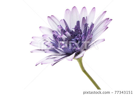 osteospermum Daisy isolated 77343151