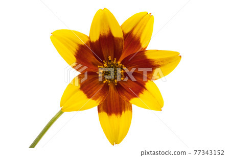 flower biden isolated flower biden isolated 77343152