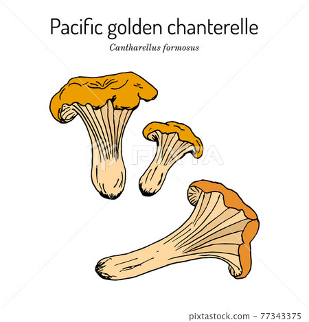 Pacific golden chanterelle cantharellus formosus , official state mushroom of Oregon 77343375