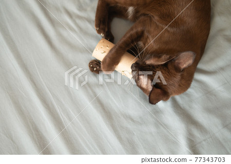 Domestic chocolate kitten cat is playing by scratching and bites brown tissue paper roll on bed Domestic chocolate kitten cat is playing by scratching and bites brown tissue paper roll on bed 77343703