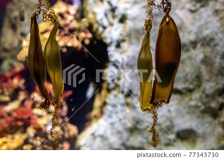dogfish yellow egg hanging on gorgonia dogfish yellow egg hanging on gorgonia 77343730