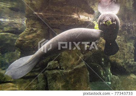 newborn baby manatee close up portrait 77343733