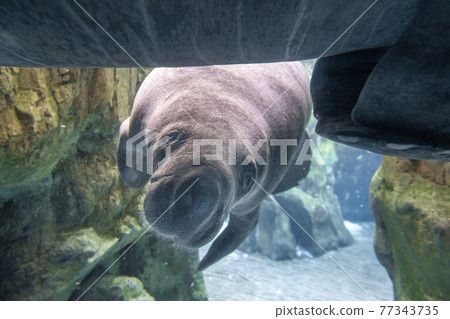 newborn baby manatee close up portrait newborn baby manatee close up portrait 77343735