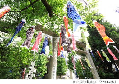 板橋區熊野町熊野神社鯉魚旗 板橋區熊野町熊野神社鯉魚旗 77343801