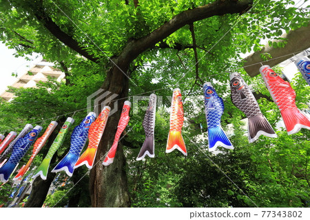 板橋區熊野町熊野神社鯉魚旗 板橋區熊野町熊野神社鯉魚旗 77343802