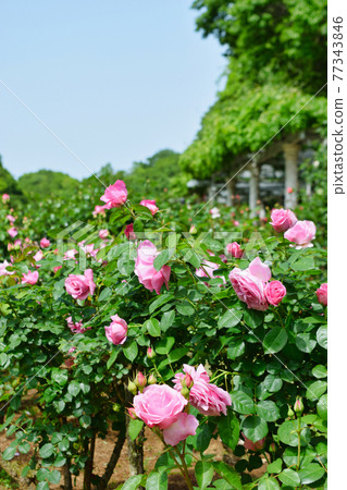 Rose garden at Omachi Park (Omachi Nature Observation Park, Ichikawa City, Chiba Prefecture) Rose garden at Omachi Park (Omachi Nature Observation Park, Ichikawa City, Chiba Prefecture) 77343846