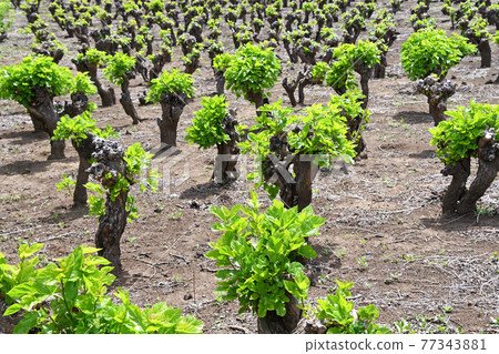 Mulberry field 77343881