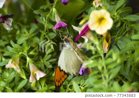 蝴蝶正在吮吸紅色花朵上的花蜜。蝴蝶的名字叫Tsumabenicho。 77343883