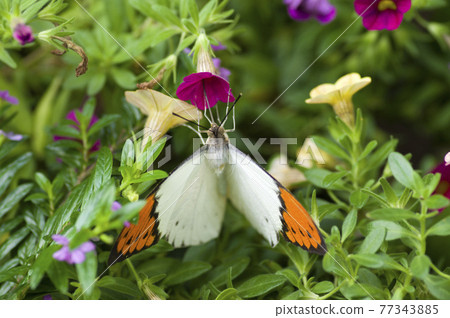蝴蝶正在吮吸紅色花朵上的花蜜。蝴蝶的名字叫Tsumabenicho。 77343885