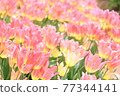 Spring tulip fields 77344141