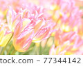 Spring tulip fields 77344142