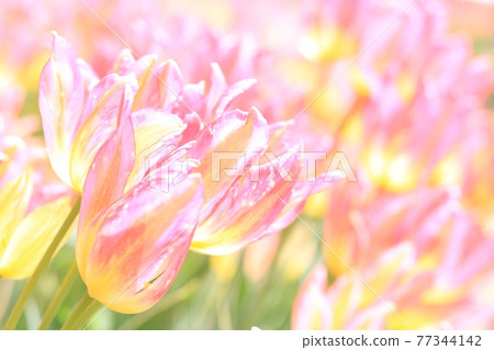 Spring tulip fields 77344142