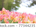 A paradise tulip field 77344235