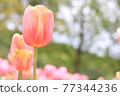 A paradise tulip field 77344236