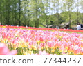 A paradise tulip field 77344237