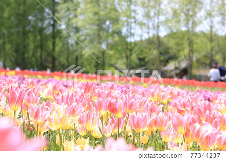 A paradise tulip field 77344237