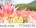 A paradise tulip field 77344238