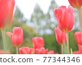 Crimson tulip field 77344346