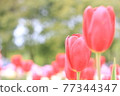 Crimson tulip field 77344347