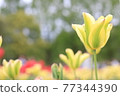 Yellow tulip 77344390