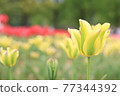 Yellow tulip 77344392