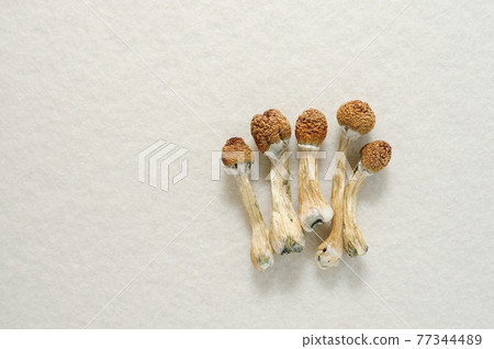 Psilocybe Cubensis mushrooms isolated on white background. 77344489