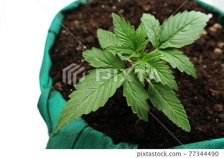 Fresh young marijuana seedling grows in soil, flat lay. Growing concept. 77344490