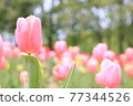A paradise-like tulip field 77344526