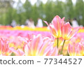 A paradise-like tulip field 77344527