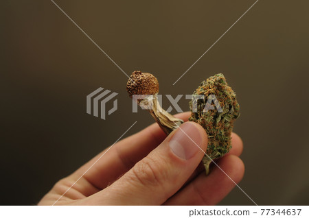 Microdosing concept. Dried psilocybe mushroom and cannabis bud in man's hand on brown background. 77344637