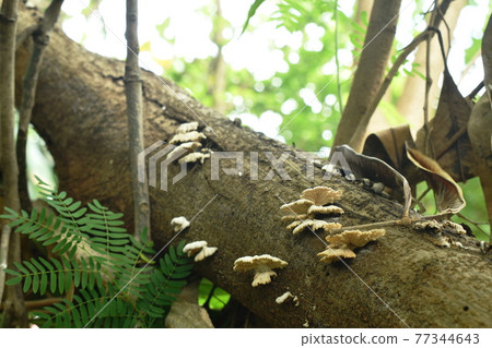 fungus mushroom bunch growing from decay log on ground in forest 77344643