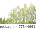 Healing forest 77344661