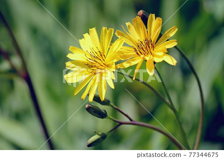 Yellow Jishibari flower 77344675