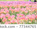 A paradise-like tulip field 77344765