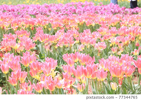 A paradise-like tulip field 77344765