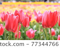 Red tulip field 77344766
