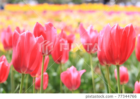 Red tulip field 77344766