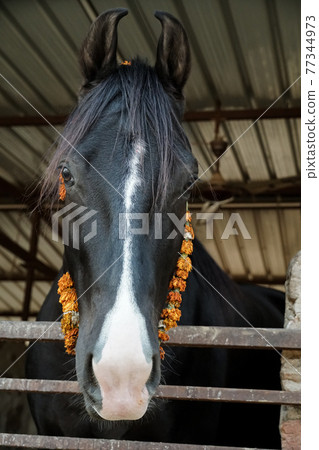 beautiful black Indian Marwari stallion 77344973