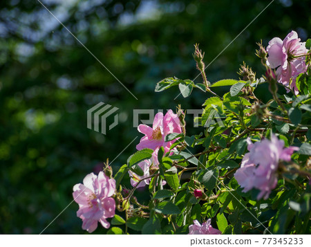 Keisei Rose Garden where spring roses bloom Keisei Rose Garden where spring roses bloom 77345233