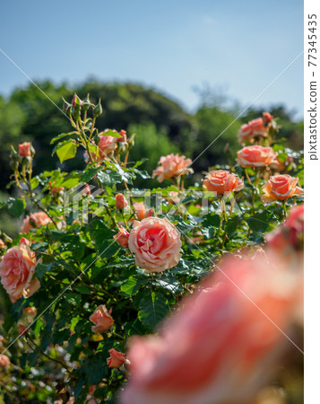 春天玫瑰盛開的京成玫瑰園 春天玫瑰盛開的京成玫瑰園 77345435
