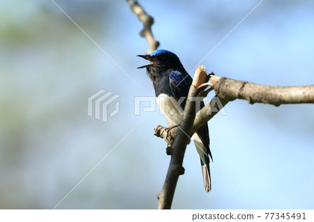 夏鳥大琉璃來了！ 77345491