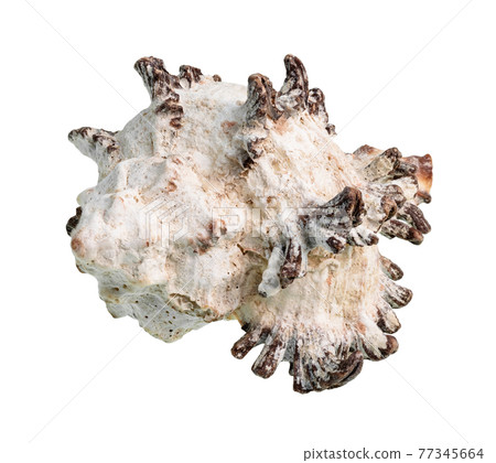 dried white shell of rock snail cutout on white dried white shell of rock snail cutout on white 77345664