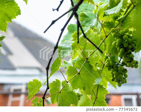 wet grape vine in rain with blurred country house 77345672